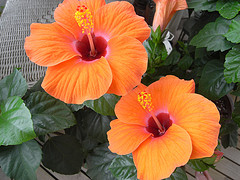 Hibiscus